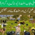 CM Punjab Free Livestock Program 2025